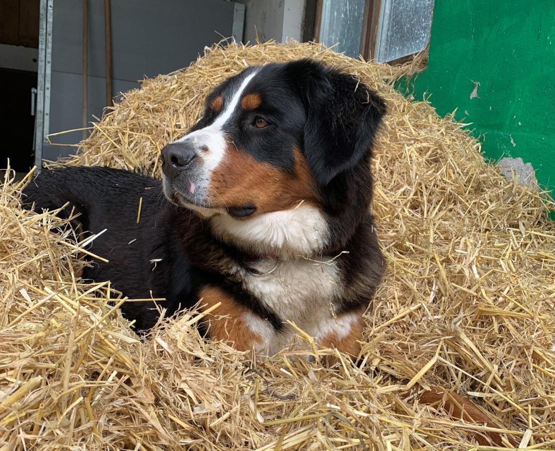 Willa Holznerhof - Chiemgau Karte Inzell Zewnętrze zdjęcie
